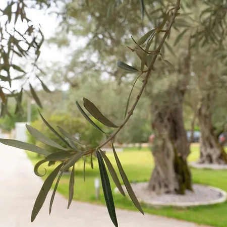 Elaia - & Apartment Lefkada City